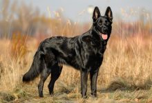 Czech Working Line German Shepherd puppies